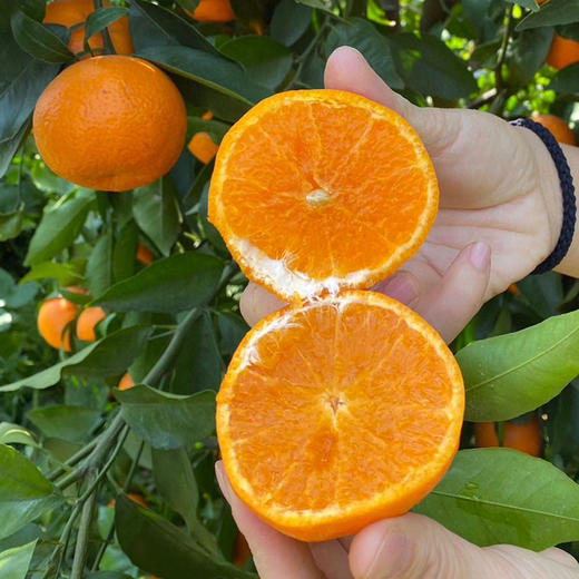 【自营】云南大理高原沃柑4.5斤/8斤 多规格可选 商品图2