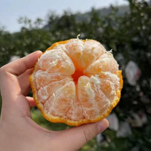 【自营】四川不知火丑橘2.5斤/4.8斤/8斤  多规格可选 商品图1