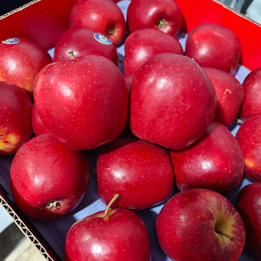 【自营】新西兰红玫瑰苹果大果（单果约180g+）顺丰包邮 商品图1