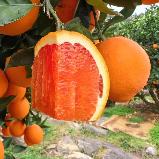 【自营】湖北秭归秭归中华红血橙5斤/9斤 京东包邮 商品图3