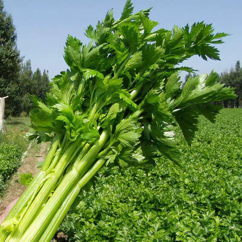 淘牧正宗西芹新鲜自种榨汁农家优质绿色脆嫩青菜芹菜时令蔬菜批发