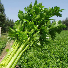 淘牧正宗西芹新鲜自种榨汁农家优质绿色脆嫩青菜芹菜时令蔬菜批发