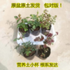 淘牧月季红丝绒5支 10-25cm月季花苗开花红玫瑰花室内阳台盆栽四季好养花卉绿植树苗 商品缩略图6
