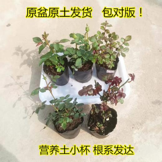 淘牧月季红丝绒5支 10-25cm月季花苗开花红玫瑰花室内阳台盆栽四季好养花卉绿植树苗 商品图6