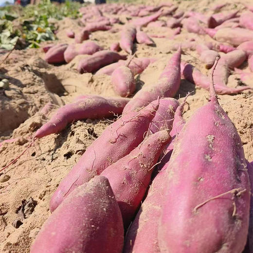 【自营】海南沙地桥头地瓜5斤/8斤 规格可选 商品图6