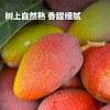 【树上自然熟 肉厚核小】海南贵妃芒 果肉细腻 甜美多汁 3-5天发货 商品缩略图3