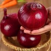 【新疆白皮/紫皮洋葱】又名皮牙子 饱满圆润 辣中带甜 肉厚多汁 营养丰富  5斤装 商品缩略图1