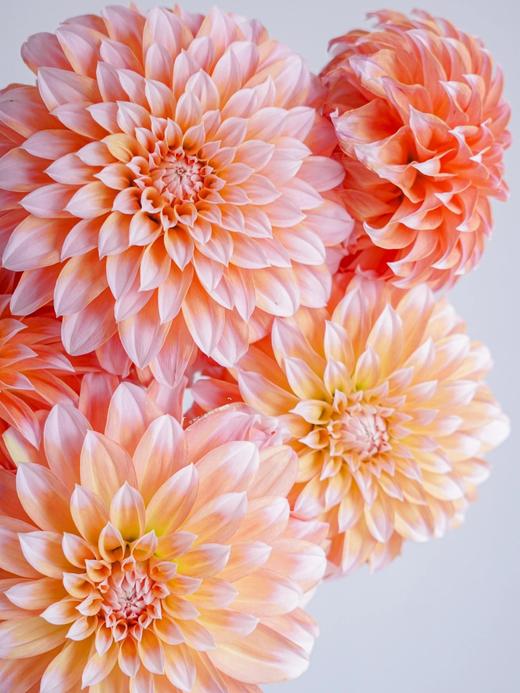 【就这几份】方德混色单头玫10支+奶油桃子大丽花5支/份    玫瑰为无土栽培品长约50cm 商品图3