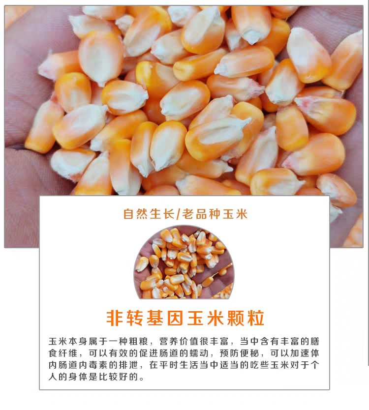淘牧玉米大粒干玉米酿酒喂鸽子粮杂粮新鲜100斤