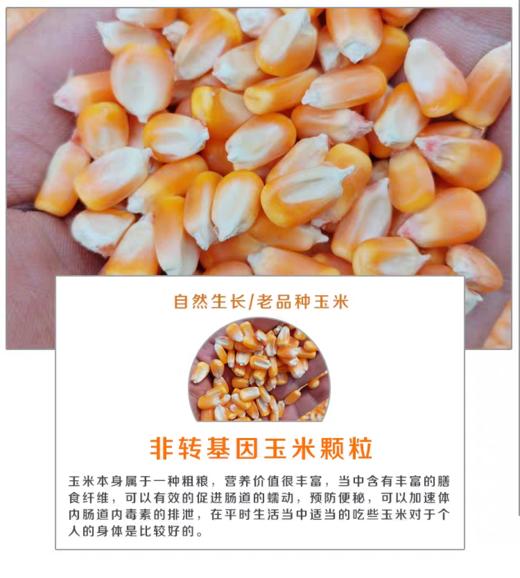淘牧玉米大粒干玉米酿酒喂鸽子粮杂粮新鲜100斤 商品图0