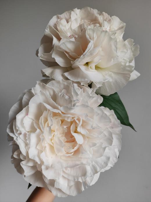 【预售！4.20起陆续发出】母爱芍药 【岁月从不败美人】 简小姐精选新品芍药-母爱 2件包邮 顺丰空运直发 商品图4