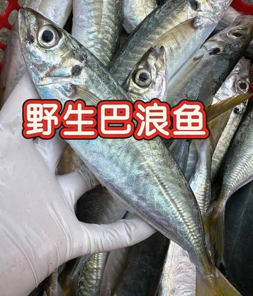 野生巴浪鱼~海底行走的氨基酸，干煎红烧清蒸，好吃又实惠【新鲜活冻】 商品图0