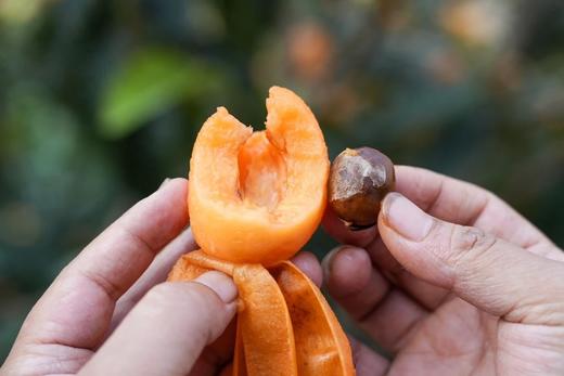 【顺丰包邮】金沙江畔生态大五星枇杷 源自“中国枇杷第一镇”从外形到品质都是顶顶好个大核小肉厚 枇杷香味浓郁 顺丰基地直邮 商品图11