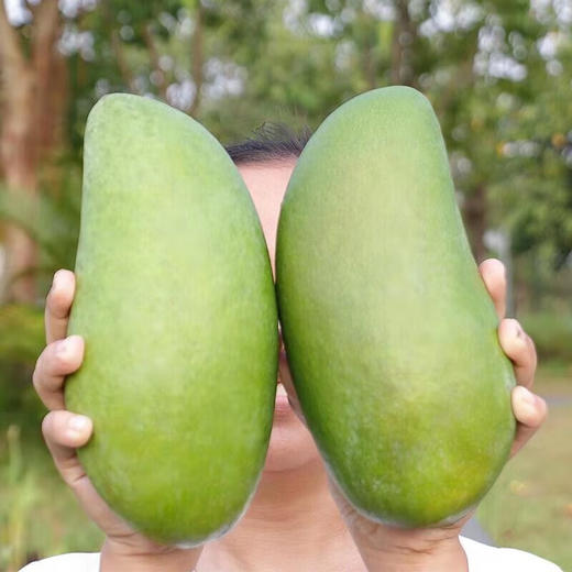 【自营】大青芒5斤/9斤（单果约400g+)规格可选 商品图2