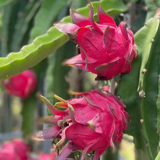 【自营】广西金都红心火龙果3斤/5斤 多规格可选 商品图2