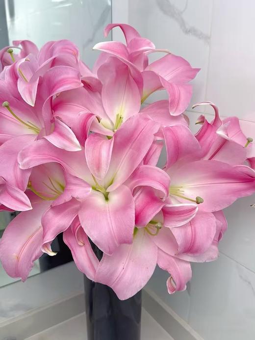 星光五号百合10枝 商品图0