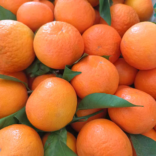 【自营】云南大理高原沃柑4.5斤/8斤 多规格可选 商品图3