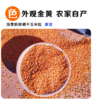 淘牧玉米大粒干玉米酿酒喂鸽子粮杂粮新鲜100斤 商品缩略图2