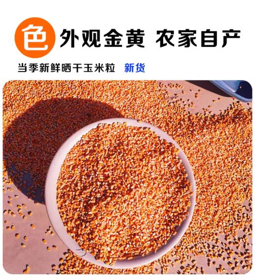 淘牧玉米大粒干玉米酿酒喂鸽子粮杂粮新鲜100斤 商品图2