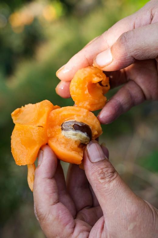 【顺丰包邮】金沙江畔生态大五星枇杷 源自“中国枇杷第一镇”从外形到品质都是顶顶好个大核小肉厚 枇杷香味浓郁 顺丰基地直邮 商品图4