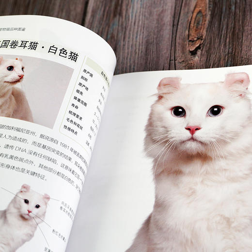 宠物大本营--名优宠物猫品种图鉴 商品图4
