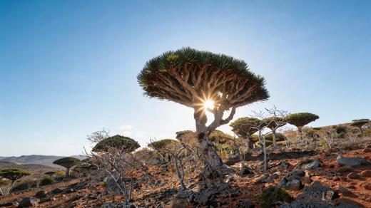 3.10确定出发【也门】地球上的异世界| 探秘索科特拉岛龙血树•沙漠玫瑰•星空奇幻摄影团10天<环球寻梦> 商品图11