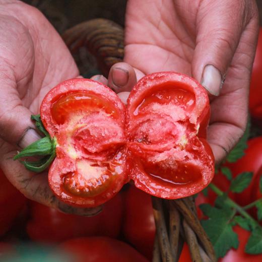 【自营】陕西普罗旺斯西红柿2斤/4-4.5斤 多规格可选 商品图2