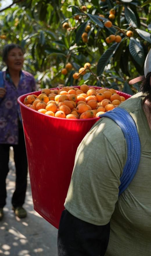 【顺丰包邮】金沙江畔生态大五星枇杷 源自“中国枇杷第一镇”从外形到品质都是顶顶好个大核小肉厚 枇杷香味浓郁 顺丰基地直邮 商品图13