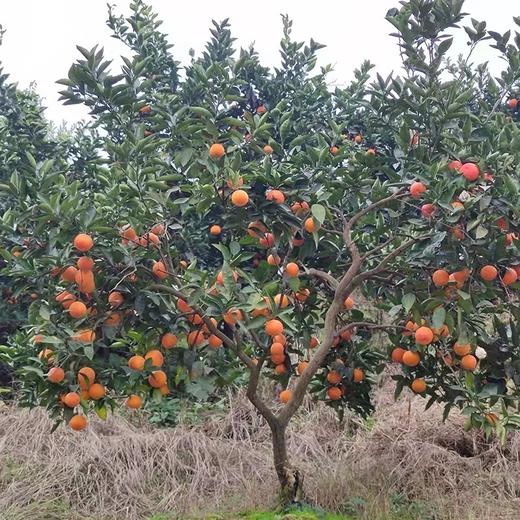 【自营】重庆万州玫瑰香橙5斤 顺丰包邮 商品图2