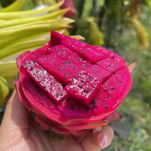 【自营】广西金都红心火龙果3斤/5斤 多规格可选 商品图5