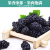 无沙桑葚干批发瓶装桑葚可搭枸杞菊花龙眼肉泡茶饮养颜泡水 商品缩略图2