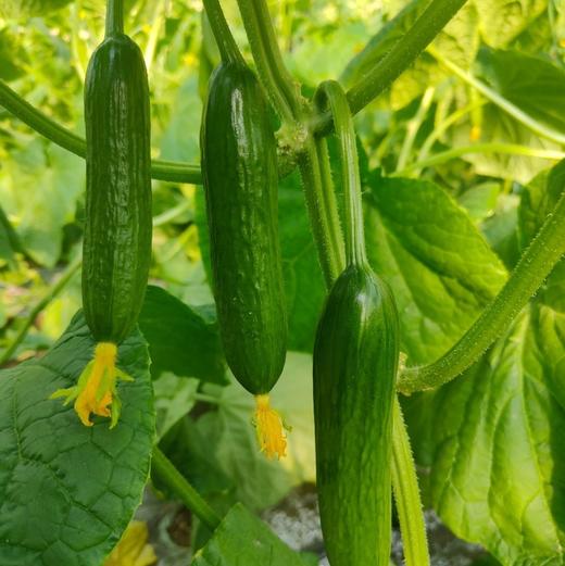 【斌哥优选】水果黄瓜。新鲜采摘，皮薄籽少，直接生吃不涩口。减肥界里的常备选手。强烈推荐啊。 商品图1