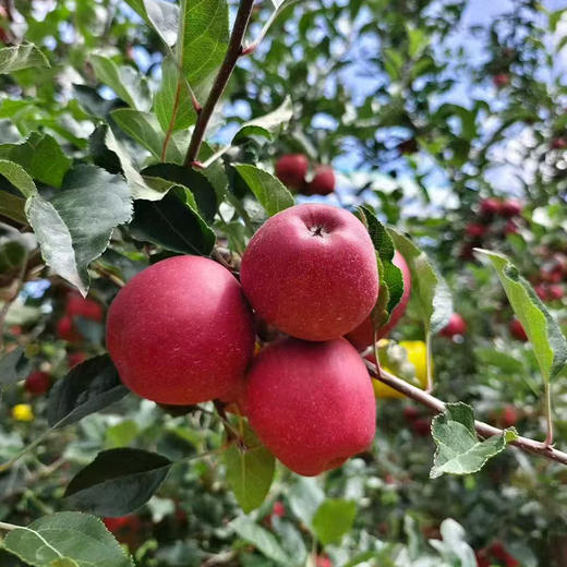 【自营】新西兰红玫瑰苹果大果（单果约180g+）顺丰包邮 商品图3