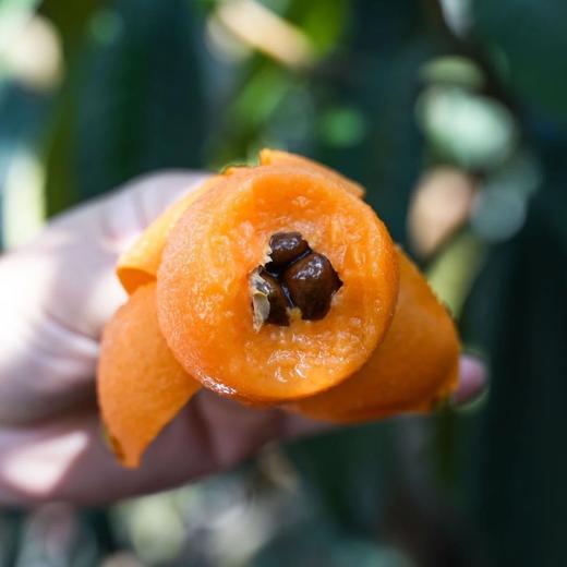 【顺丰包邮】金沙江畔生态大五星枇杷 源自“中国枇杷第一镇”从外形到品质都是顶顶好个大核小肉厚 枇杷香味浓郁 顺丰基地直邮 商品图0