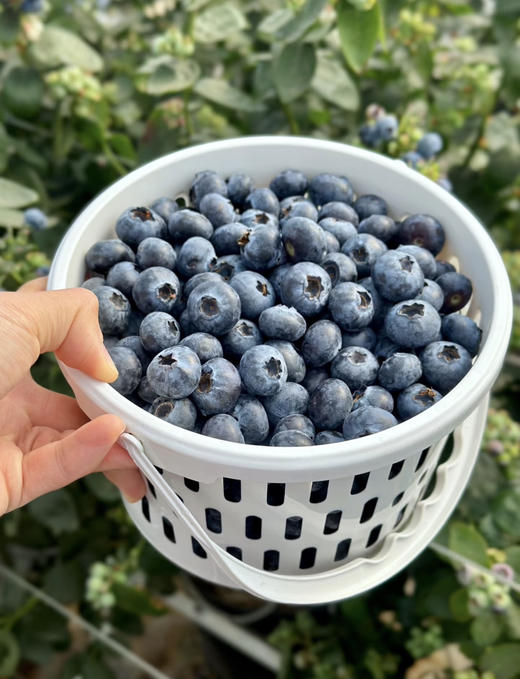 山地花香18+蓝莓桶 商品图1