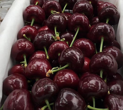 满天星吉赛拉樱桃（特大果）（散称88/斤 称重补差） 商品图1
