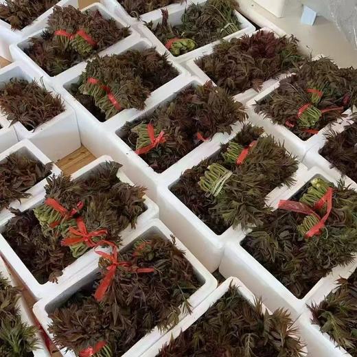 [最农公社]顺丰到家|沂蒙山露天红油香椿1斤2斤3斤4.5斤 商品图10