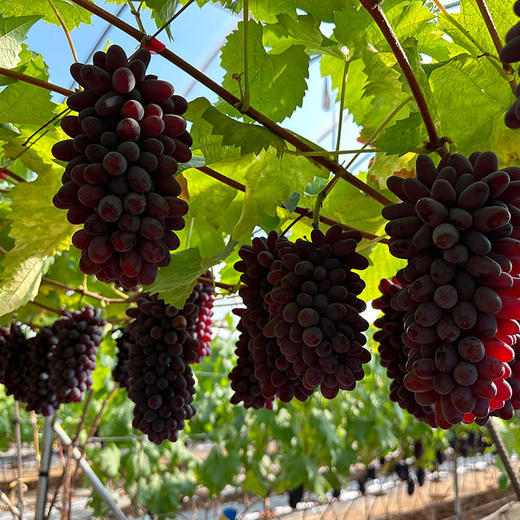 云南茉莉香无核葡萄  颗粒饱满  皮薄无核  鲜嫩多汁  香甜可口 商品图2