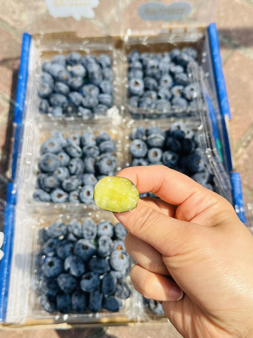 花香脆星空蓝莓  22+大蓝莓 商品图4