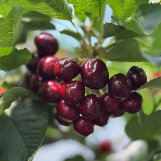 【自营】辽宁美早大樱桃1.8斤/2.8斤 多规格 顺丰/京东包邮 商品图4