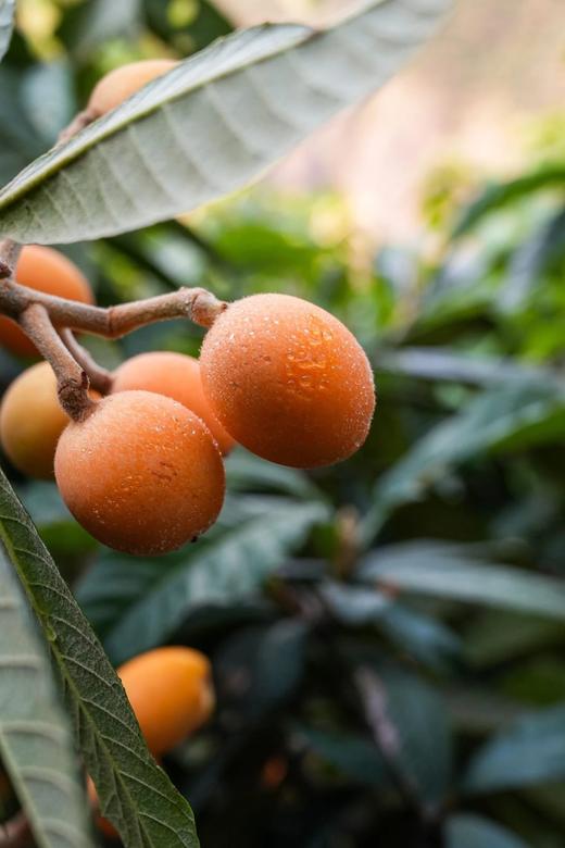 【顺丰包邮】金沙江畔生态大五星枇杷 源自“中国枇杷第一镇”从外形到品质都是顶顶好个大核小肉厚 枇杷香味浓郁 顺丰基地直邮 商品图7