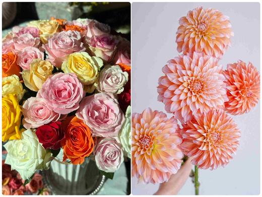 【就这几份】方德混色单头玫10支+奶油桃子大丽花5支/份    玫瑰为无土栽培品长约50cm 商品图0