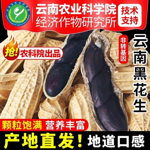 【产地直发❗️农科院云南黑花生】自然生长，颗粒饱满，营养丰富，新货带壳生的炒熟普洱特产富黑皮花生米硒 商品图0