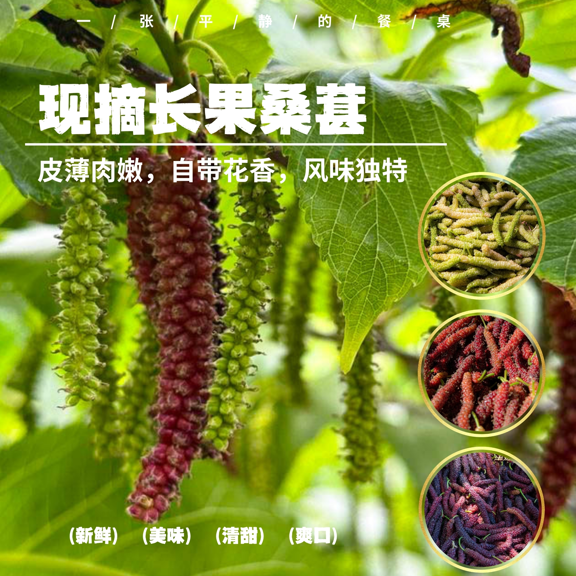 【排单发货】鲜果桑葚丨半野生高原种植，全年少雨、软、甜、香，蜜香浓郁，9 成熟精摘，特有的香气，颠覆你对桑葚的全部想象⭐顺丰快递