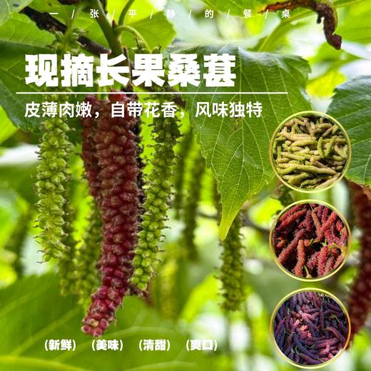 鲜果桑葚丨半野生高原种植，全年少雨、软、甜、香，蜜香浓郁，9 成熟精摘，特有的香气，颠覆你对桑葚的全部想象⭐顺丰快递 商品图0