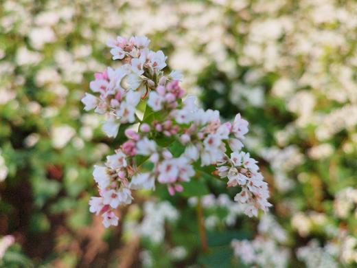 荞麦面粉1kg 商品图1