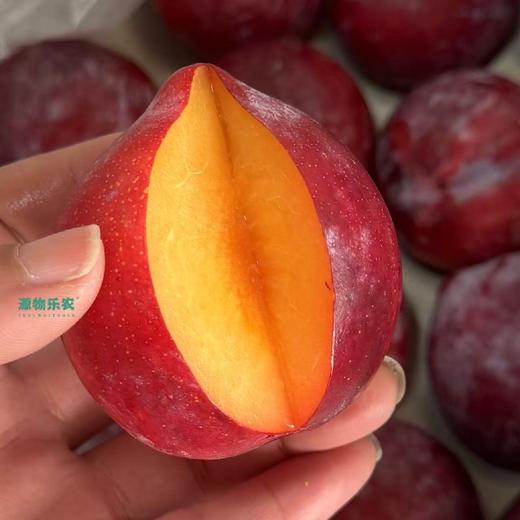 南非🇿🇦～红宝石之星【净重约5斤】：肉甜皮也甜，果酸极低，接近纯甜，味浓，推荐。 商品图2