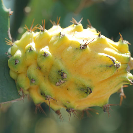 海南黄金燕窝果 黄皮火龙果 京东发货 商品图4