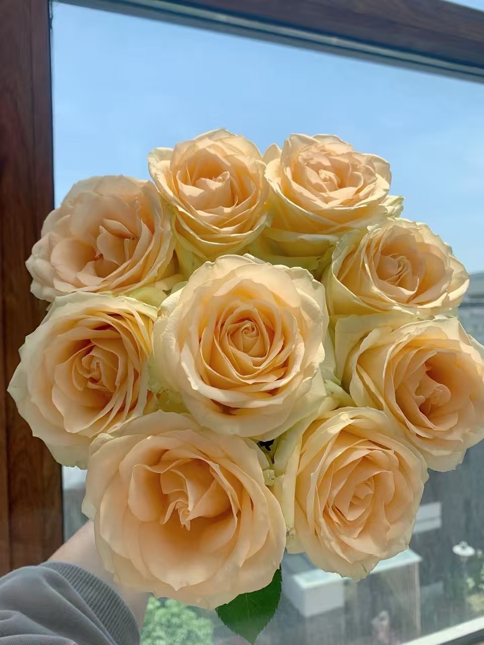 雪山系列单头玫瑰20枝