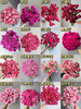 随机B级桃红色多头玫瑰5扎 商品缩略图0
